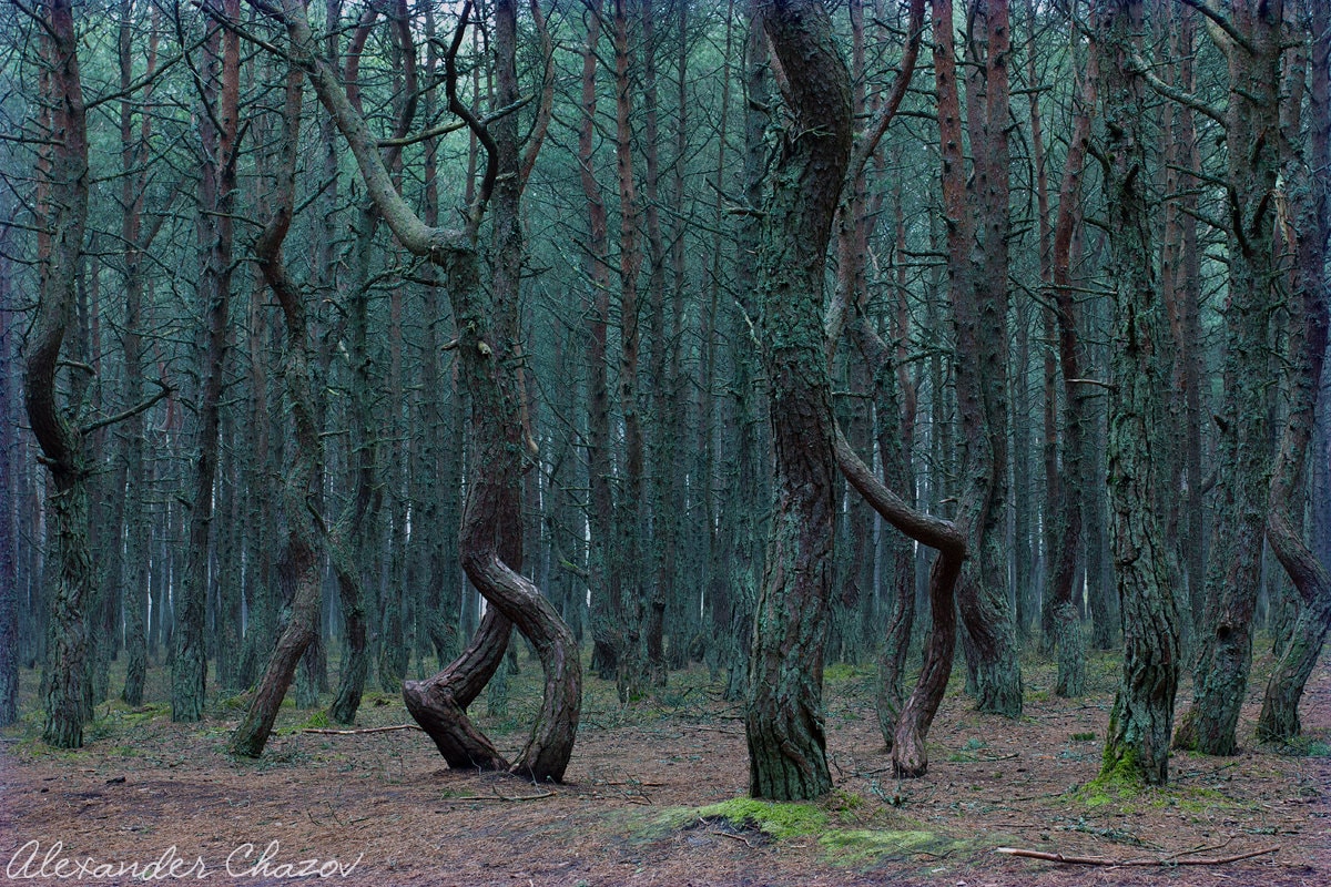 Пляшущий лес